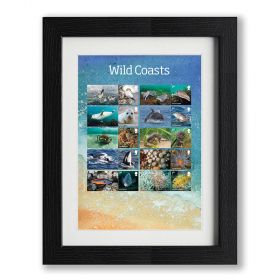 Framed Wild Coasts Collector's Sheet